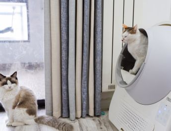 Top 5 Automatic Self Cleaning Litter Box for Cats At Litter Robot