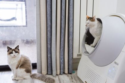 Top 5 Automatic Self Cleaning Litter Box for Cats At Litter Robot