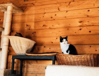 Essential Furniture At Litter Robots That Every Cats Owner Should Have