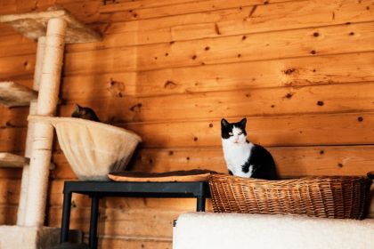 Essential Furniture At Litter Robots That Every Cats Owner Should Have