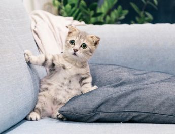 Must Have Cat Essentials for Happy Cats At Litter Robot