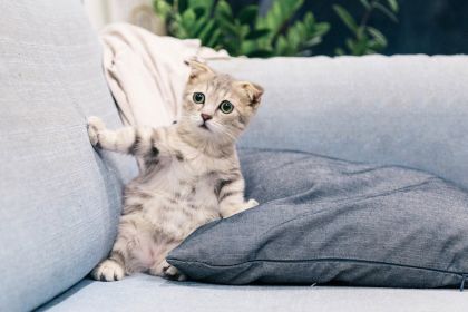 Must Have Cat Essentials for Happy Cats At Litter Robot